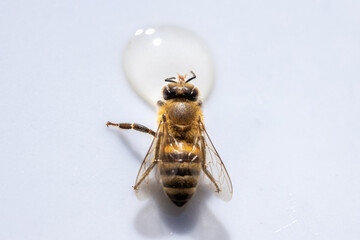 Healthy honey bee sucking a drop of honey