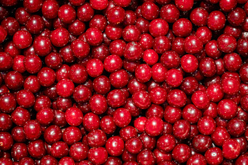 Background of ripe organic sour cherries in the sun