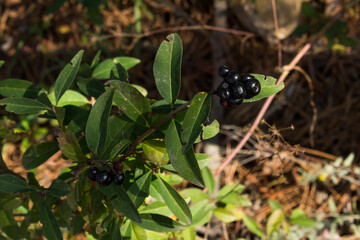 The common or European privet (lat. Ligustrum vulgare) of the Oleaceae family.