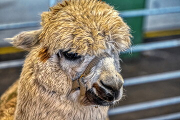 Portrait of Alpaca