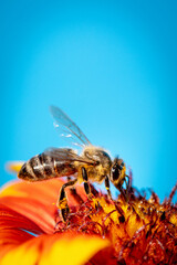 Bee on a orange flower collecting pollen and nectar for the hive blue background