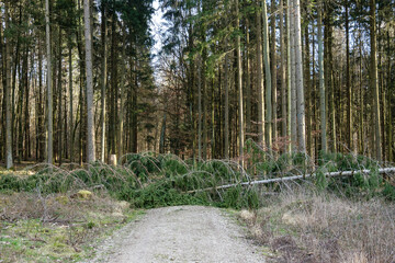 Forstwirtschaft / Waldwirtschaft: Orkanschaden nach einem Sturm im Wald liegen umgefallene Bäume quer über einem Waldweg - obrazy, fototapety, plakaty