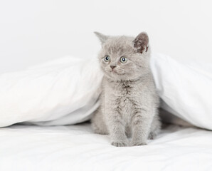 Fluffy gray kitten sits under warm blanket on the bed at home