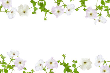 Beautiful frame from light violet color petunia flower isolated on white background and free text space.