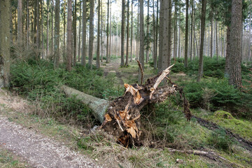 In einem Nadelwald ist ein Baum nach einem heftigen Sturm entwurzelt und neben einem Waldweg...