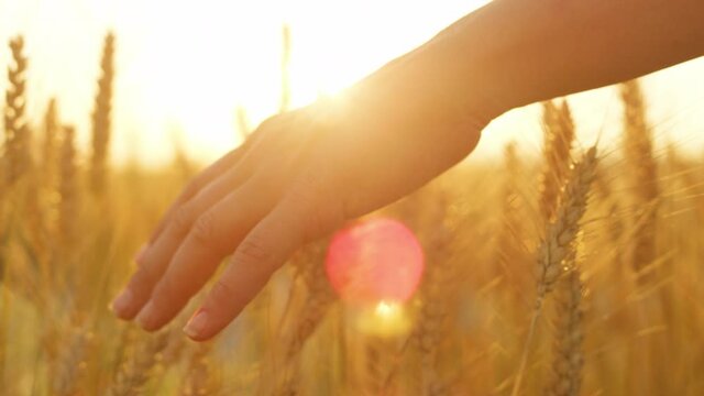 SLOW MOTION, CLOSE UP, LENS FLARE, DOF: Unrecognizable young woman is touching golden wheat at picturesque summer sunset. Carefree girl walks across a beautiful field of wheat on a sunny evening.