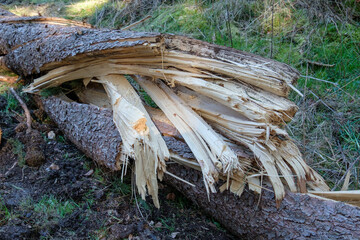 Zersplitterter, abgebrochener Baumstamm als Sturmschaden / Holzbruch nach einem Orkan im Wald