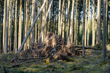 Umgefallene, abgeknickte und entwurzelte Bäume nach einem Sturm / Orkan im Wald (Sturmschaden,...