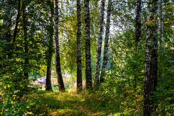 Zalew Czapielówka położony w Puszczy Knyszyńskiej to ostoja spokoju, piękna i ciszy, Podlasie, Polska