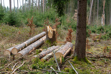 Forstwirtschaft: Abgesägte Baumstämme nach einem Sturmschaden im Wald, abgebrochener Baum