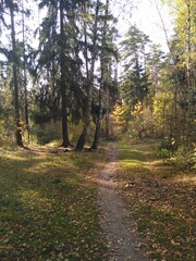 path in autumn forest