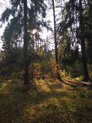 forest in autumn