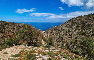 Fototapeta na wymiar Typical Greek landscape, hill, spring foliage, bushes, olive trees. Clear blue sky, beautiful clouds. Akrotiri peninsula, Chania region, Crete, Greece