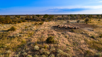 Naklejka premium Flock of wild sheep