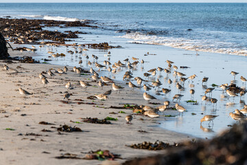 Dunlin feeding on a beach at High Tide