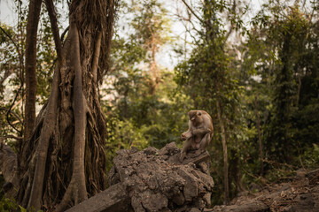 A smart redhead monkey sits on the ground and eats a juicy red watermelon. Green Jungle. creepers overgrown. Thailand Phuket Monkey Mountain.
