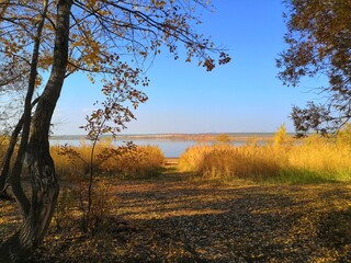 Fototapeta premium tree in autumn