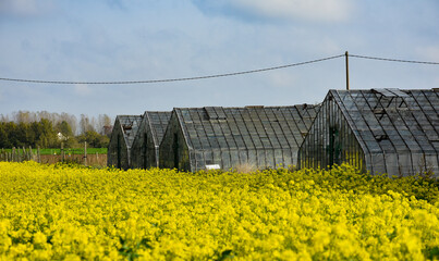 
Field with mustard seeds and greenhouses in the grape region in autumn in Overijse, Belgium