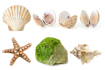 set from Seashells,starfish and seaweed on stone isolated on a white background