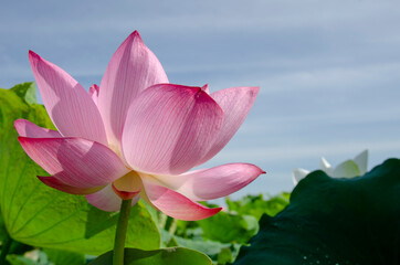 Close-up of lotus flower on the pond at sunrise. For thousands of years, the lotus flower has been admired as a sacred