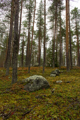 Rocks on the forest floor 