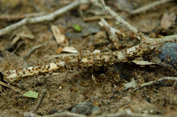 Selective focus of worker termites on the forest floor, Ubonratchathani,Thailand