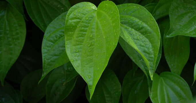 water droplets on the betel leaf (Piper betle) after rain