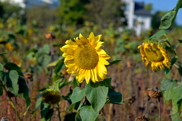 September 2020 autumn inflorescence of a plant called sunflower in flower meadows in the city of Białystok in Podlasie in Poland