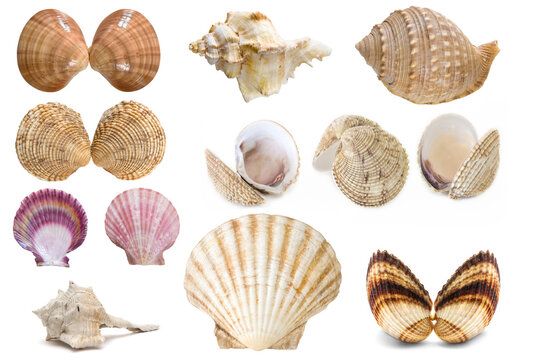 Set of sea shells(Bolinus brandarisn,Acanthocardia tuberculata,Callista chione,Galeodea echinophora,Venus verrucosa,Hexaplex trunculus,Pectinidae,Pecten jacobaeus) from the Adriatic Sea isolated 