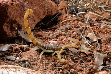greek scorpion / Griechischer Skorpion (Aegaeobuthus gibbosus /  Mesobuthus gibbosus)