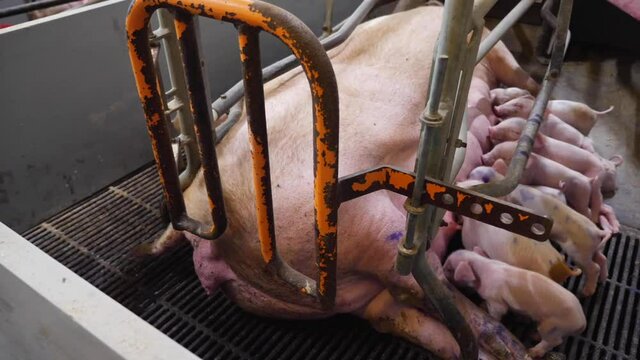 Piglets and pigs in a pig farm in Hungary. The piglets are suckling.