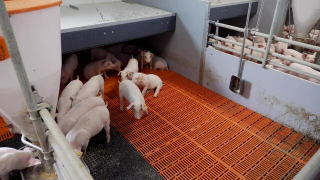 Piglets and pigs in a pig farm in Hungary. The piglets are suckling.
