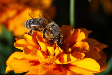 Honey bee collects pollen on a marigold