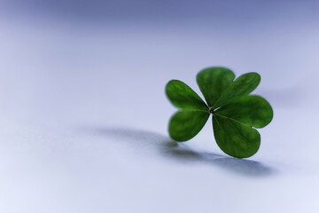 Shamrock on simple white and blue background. Template for design. Empty space for text.