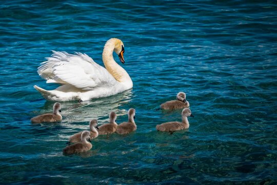 Cygne et ses petits