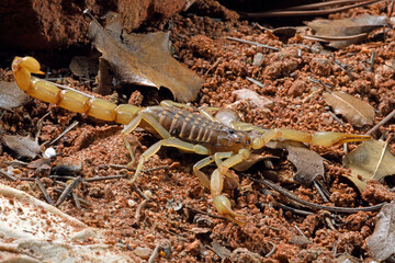 Griechischer Skorpion (Aegaeobuthus gibbosus /  Mesobuthus gibbosus) - greek scorpion