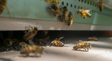 Butineuses à l'entrée de la ruche