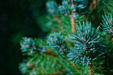 Christmas concept tree branches concept