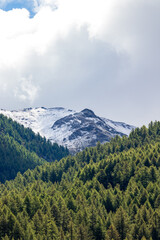 Obraz premium landscape mountain in pragelato with snow, pine trees and cloudy sky