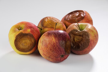 Mehrere Äpfel mit Druckstellen liegen auf einem neutralen Hintergrund (Fallobst)