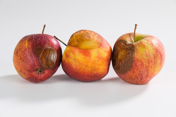 Fallobst: Drei alte Äpfel mit braunen Druckstellen liegen nebeneinander