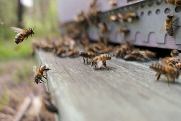 Abeilles devant la ruche