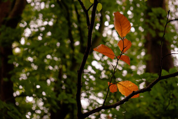 The beginning of fall