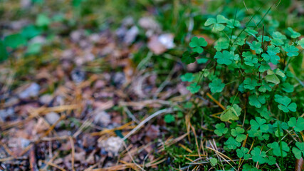 shamrocks in the forest