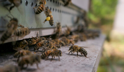 Butineuses en action devant l'entrée de ruche