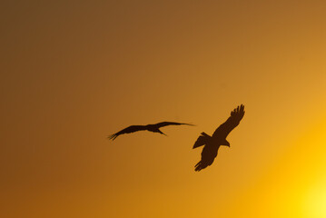 Pajaros volando al amanecer puesta de sol