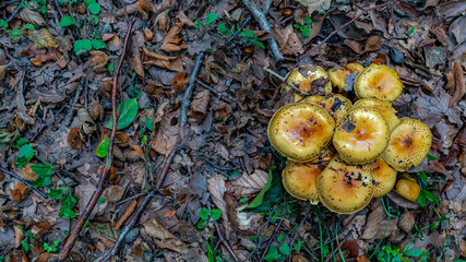 mushrooms in the woods