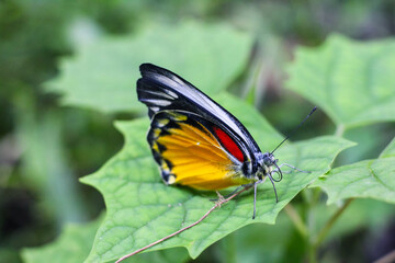 Beautiful yellow butterfly on the leaf with green background.