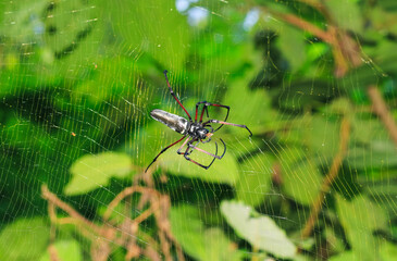 Spider sitting on web with green background. Spider hunting.