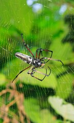 Spider sitting on web with green background. Spider hunting.